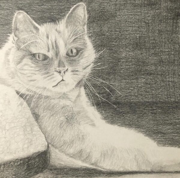 cat drawn in pencil