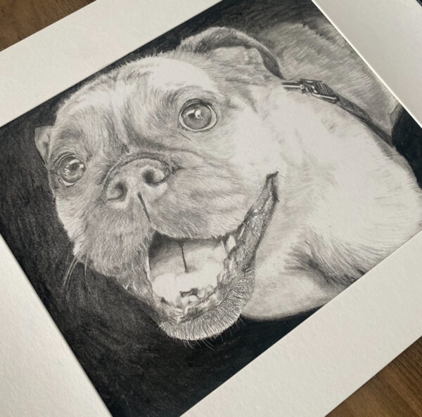 Pencil Drawing of a french bulldog