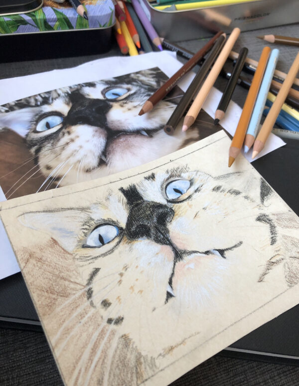 Cat drawn in coloured pencil, work in progress