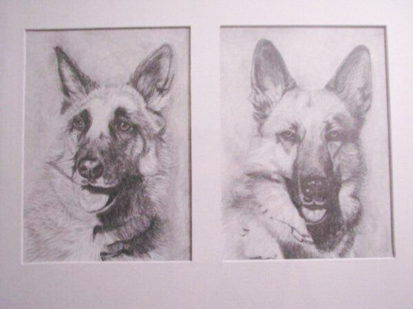 two german shepherds drawn in pencil